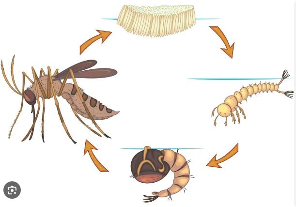 Fase Metamorfosis Nyamuk